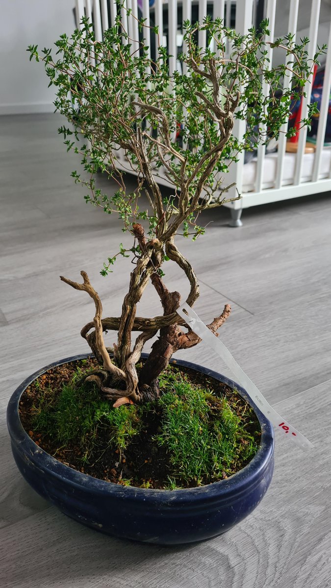 slashBonsai tweet picture