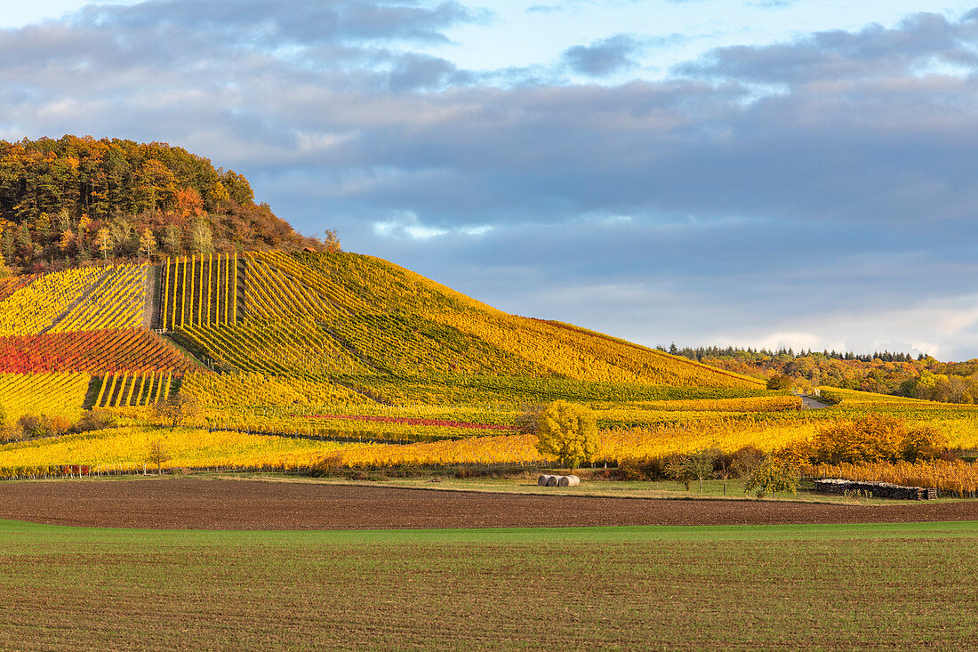 germanwineca's tweet photo. Did you know? Franken is the only wine region in the federal state of Bavaria. https://t.co/t37Ru2Pmul