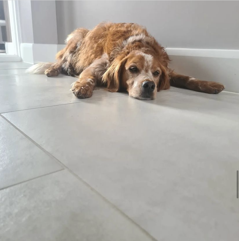 tilesandmosaics's tweet photo. We are completely in love with these Cocoon White multi-mix tiles and by the looks of it so is Barney.
#StoneEffectTiles #StoneFloorTiles #FloorTiles https://t.co/75D2JGA0eh