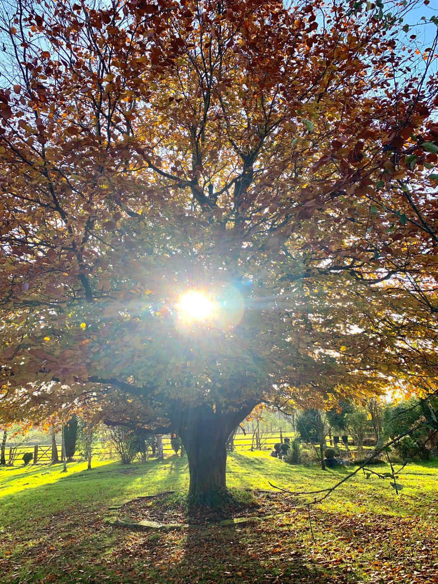 Prepare to embrace the new you and the new world in the new year - Message from Nature through Autumn 🍁🍂🍁

Mindfulness with nature in home garden 

lnkd.in/eRMd7H6E

 #natureconnection # #mindfulness #autumnstatement2022 #NatureBeauty #Health #healthy