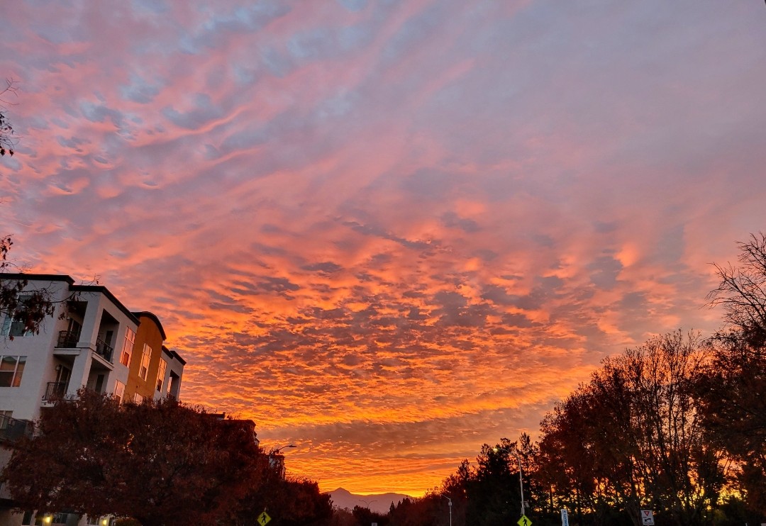 ShalinGala's tweet image. Animals in labs never get to see simple sunrises. Make each day count for their freedom. #StopAnimalTests