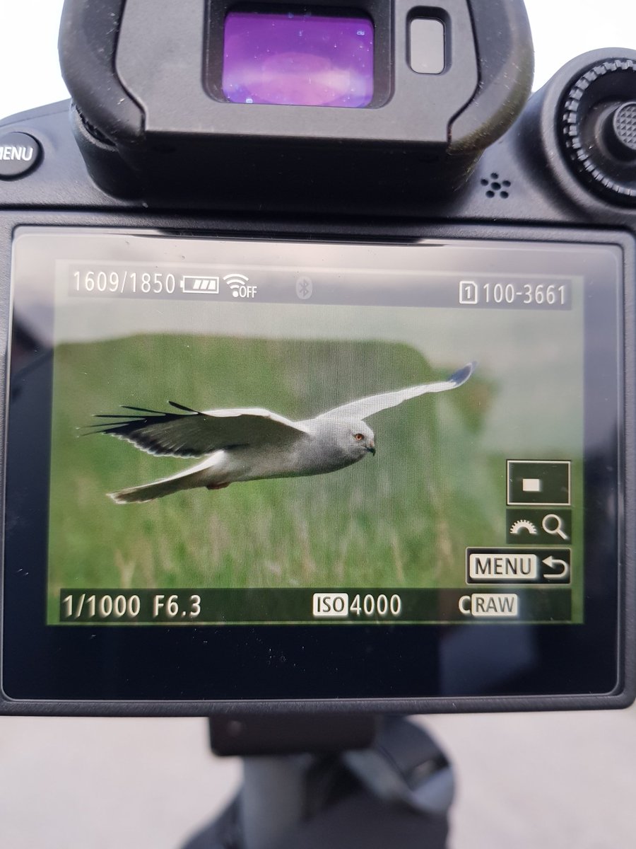 Hen harrier Epworth Turbary <a href="/LincsWildlife/">Lincs Wildlife Trust</a> <a href="/LWTWildNews/">LWT Wild News</a>