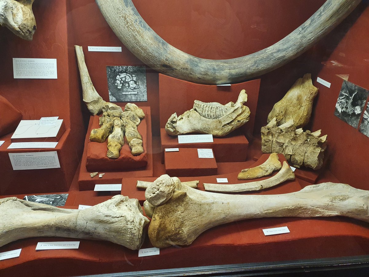 Wonderful talk from Prof Lister <a href="/NHM_London/">Natural History Museum</a> on the East Anglian fossil record of mammoths, incl our <a href="/IpswichMuseums/">Ipswich Museums</a> very small steppe mammoth from the grounds of @StokeHigh from Maidenhall, Suffolk #PlioPleistocene <a href="/SedgwickMuseum/">The Sedgwick Museum</a> <a href="/TheMuseumOfLiz/">Liz Hide</a>