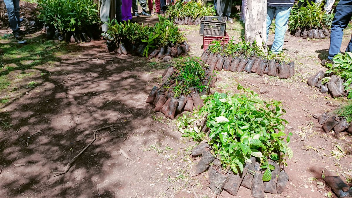 Manuh_Mmoja's tweet image. In support of the climate action, TIWEDA will continue to mobilize and distribute resources to ease development in the region #5BTREESKE #PACJA #Trees4Future @Environment_Ke @KeForestService