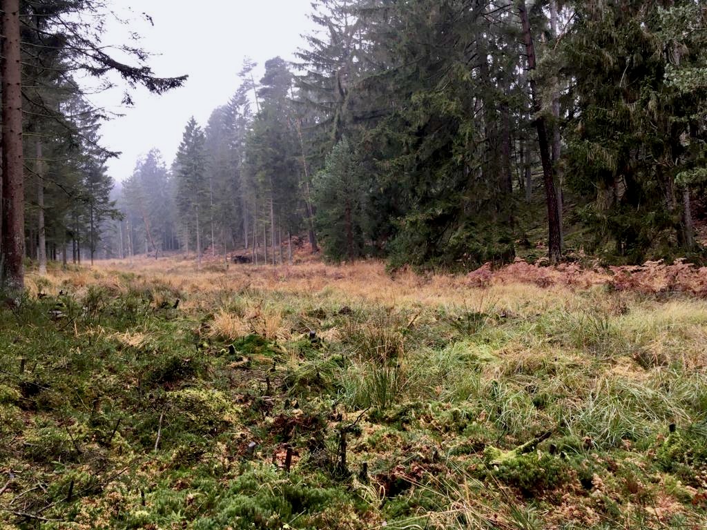 Die urzeitlichen #Bärlapp-Arten vertragen nur wenig Konkurrenzvegetation. In den #Moor-Randbereichen im #Burgwald gibt es noch Tannen-, Sprossender und Keulenbärlapp. Das Offenhalten der Flächen ist Bärlappschutz dank Freiwilligenarbeit.