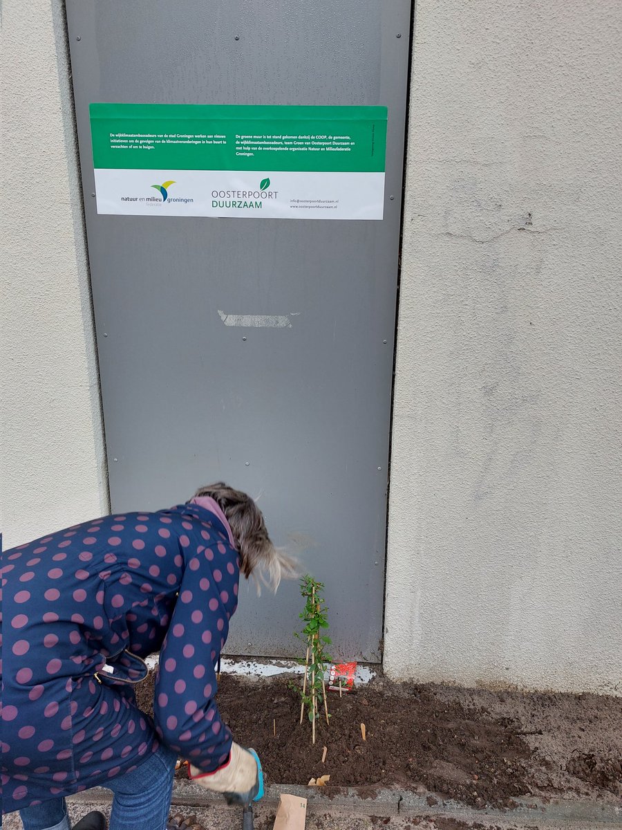 En hoppa wéér een wijk die een stukje klimaatbestendiger is geworden dankzij de #wijkklimaatambassadeurs van de <a href="/Oosterpoort050/">Oosterpoort</a> <a href="/duurzaamgroning/">Duurzaam Groningen</a> <a href="/NMFGroningen/">NMF Groningen</a>