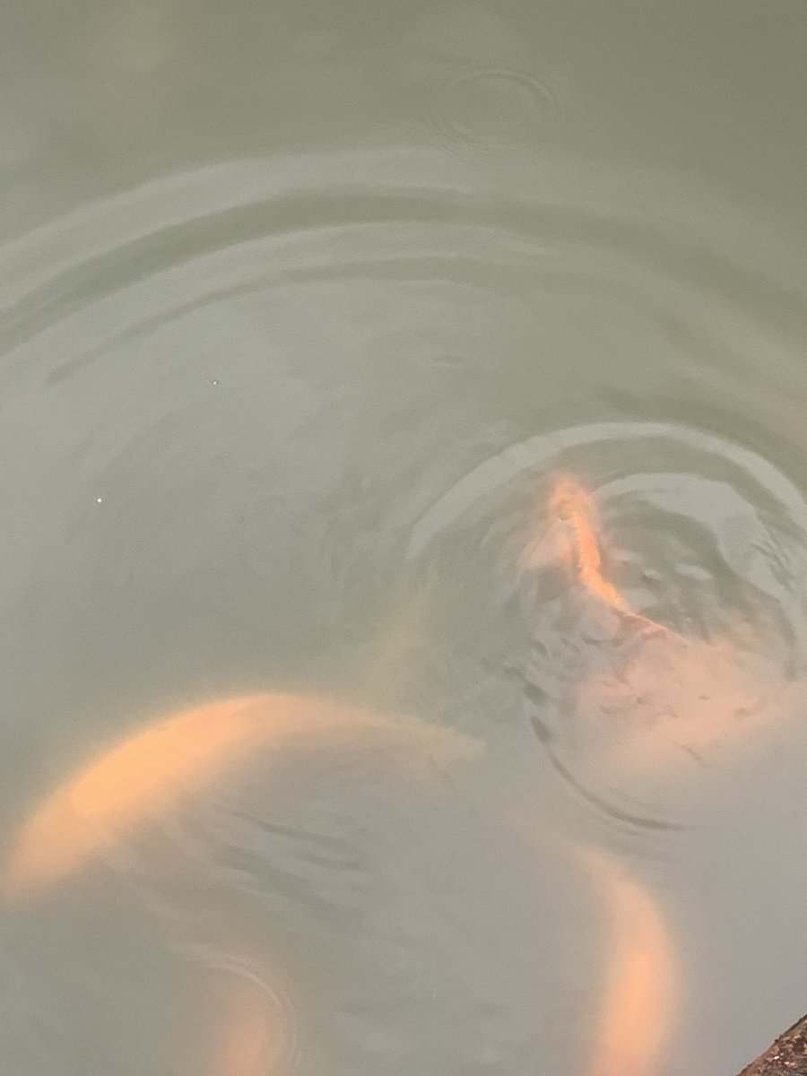 ௧௪௪ tweet media