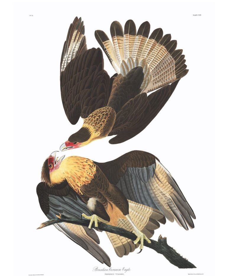 What does Quelili mean?
It is the name of a bird of prey which used to live on the Island of Guadalupe, before white colonialists hunted it to #extinction.
We have picked its name to keep it memory as one of many species already extinct...💀
quelili.org/the-name/