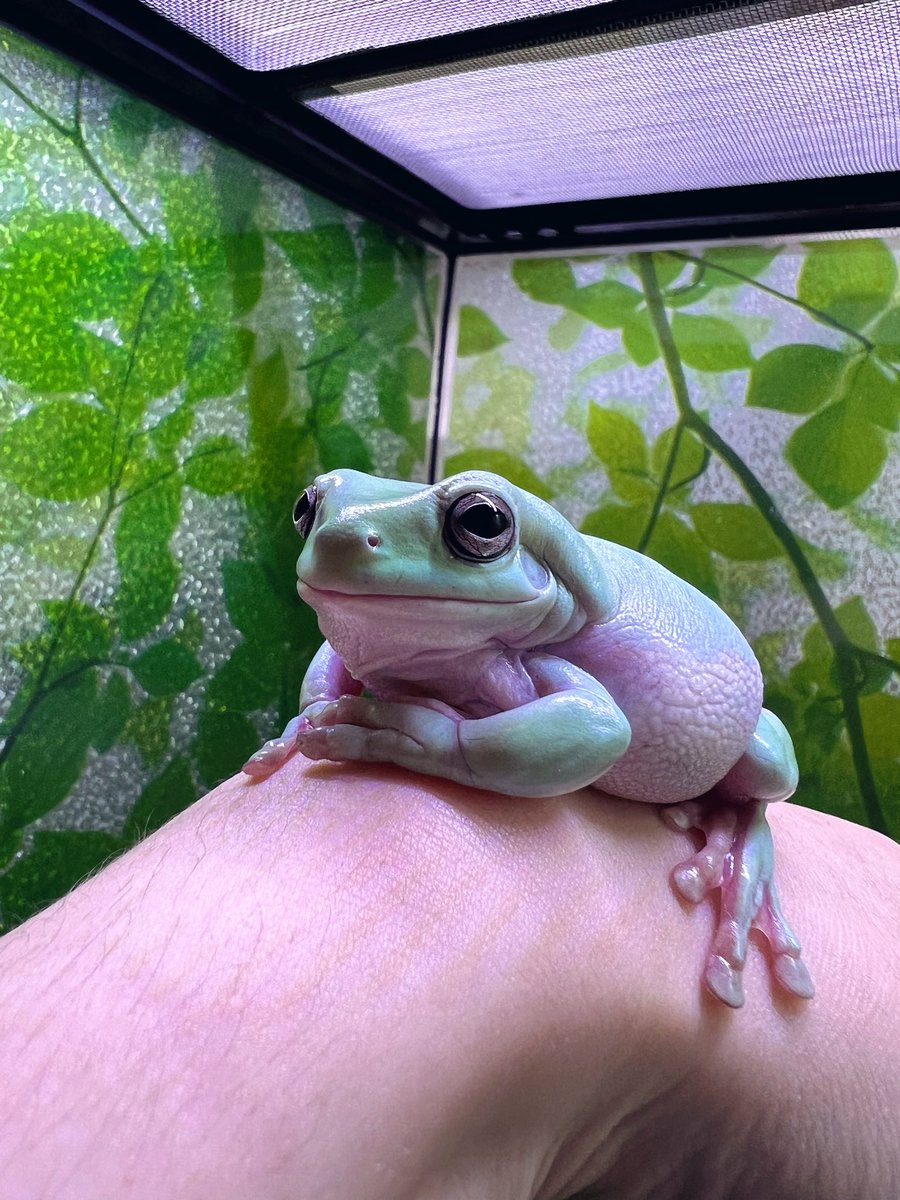 良い肉感してるね。