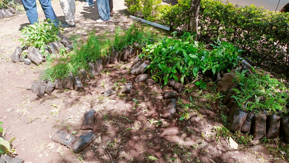 Manuh_Mmoja's tweet image. Young people should be encouraged and empowered to start initiatives that will be climate action oriented #5BTREESKE #PACJA #Trees4Future @Environment_Ke @KeForestService