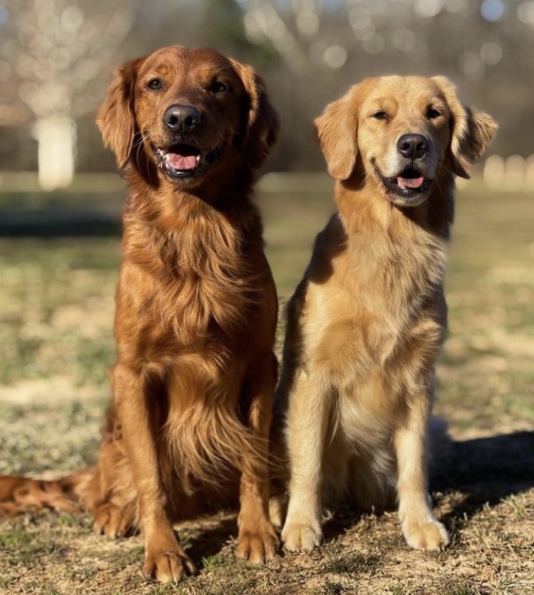 🐶 | ¡Los perros actores de Lucky ('HAWKEYE') y Cosmo ('GUARDIANS OF THE GALAXY HOLIDAY SPECIAL') se han conocido! ❤
