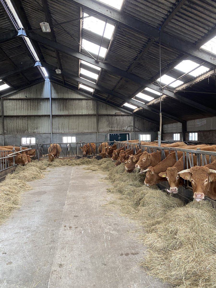 Biologisch vlees van eigen erf! De voorraad is weer aangevuld. Rundvlees (Limousin) lamsvlees en kip. Vandaag weer geopend van 10:00 tot 16:00. Singelweg 2 te Sauwerd.