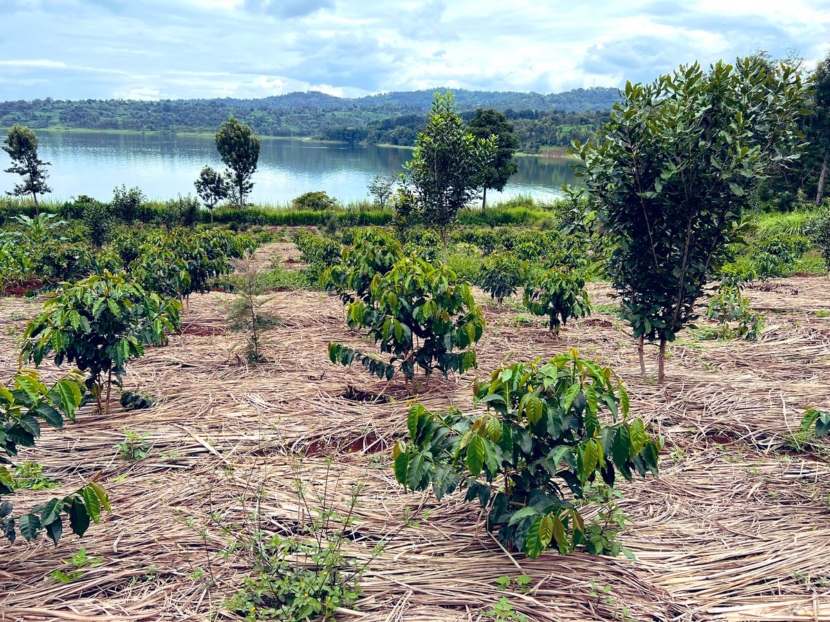 JJndayis's tweet photo. Agriculture remains the foundation of all economies of developing countries, and it important that farming is done with professionalism.   @RwandaTradingCo https://t.co/PNCKMueuAp