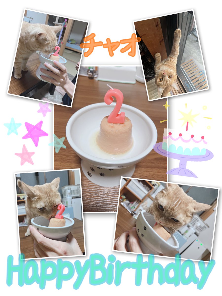 Chao1123's tweet photo. チャオ2歳のお誕生日おめでとう🎊🎂🎉
今年はチュールタワーでお祝いしました⭐️
見つけた瞬間走ってきてぺろっと食べました！
たくさん遊んで健康に過ごせますように☆ https://t.co/Tz1jbWq0Lq