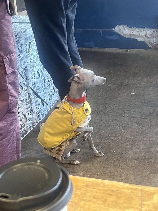 This dog has a level of natural elegance that I could only ever dream of. https://t.co/kzSc9pjlVm<a href="/tag/producercallout"class="tags"><span>#producercallout</span></a>