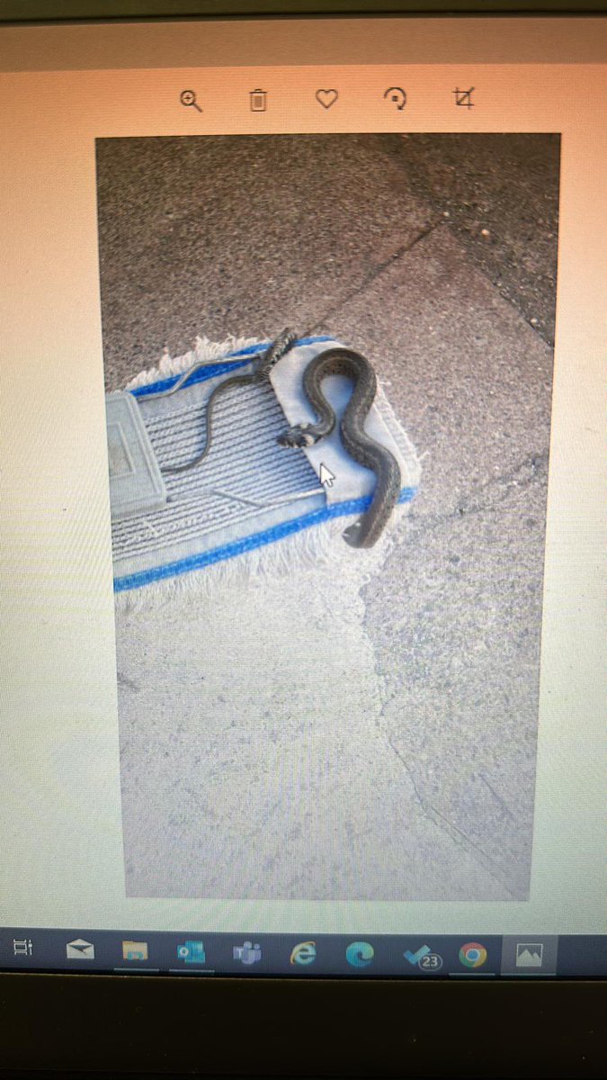 Maalesef ölü ama #hangitür? #yılan #samsun