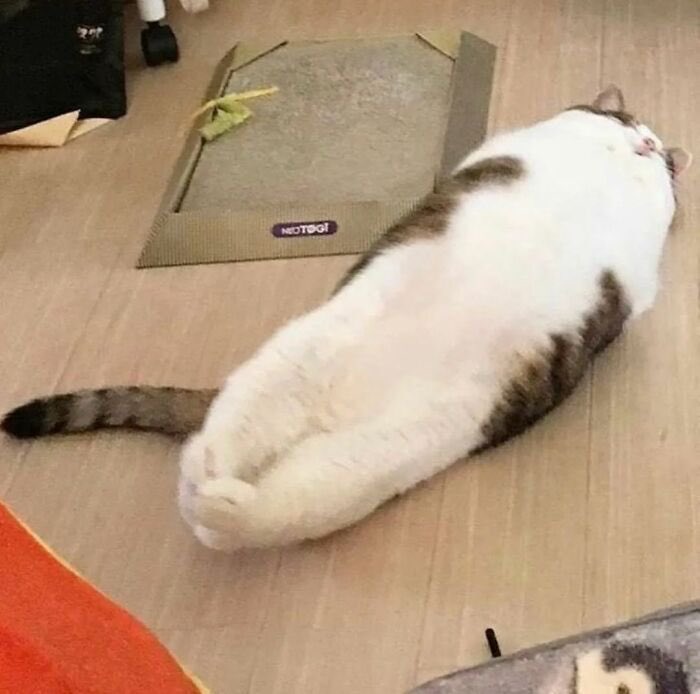 JunS721's tweet photo. @meetissai 
次は枕みたいに寝ている猫はいかがですか。

p.s
👍する猫のリクエストに応えて頂いて
嬉しかったです！実物も可��いですね。 https://t.co/IhloQjYwwA