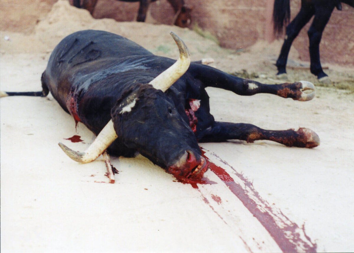 Dv8World's tweet photo. PETA France : Corrida : triste jour pour les taureaux.
https://t.co/XsSWZx0ZZJ
#corrida #animalcruelty #animal #taureau #vegan #crueltyfree #PETA #animaux #protectionanimale #France #bullfight https://t.co/Q7HDmjrbJy
