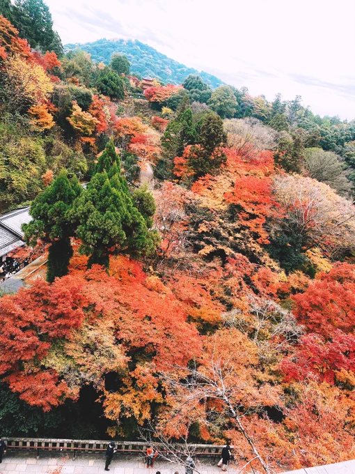 Kyoto in Autumn  