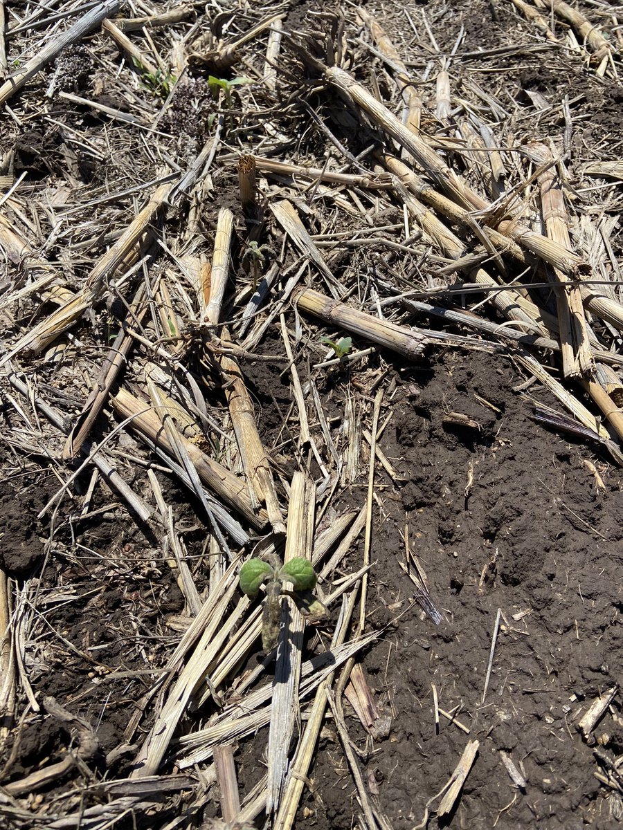 c_sampaoli's tweet photo. Retomó este hilo, mismo productor que dice que enjuagando solo con agua ya está….Para qué usar Limpiadores #ligierclean Fito todo el lote de girasol @LigierAgro @FrancoZucchetti https://t.co/epET0oPJrw
