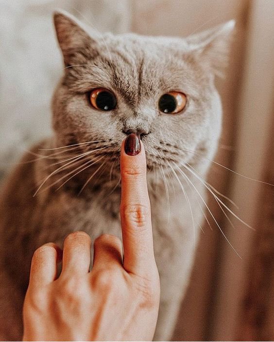 Ptxdilan's tweet photo. @Sduzyatanlar Kedimi Sakinleştirmeye Çalışıyorum 🤫 https://t.co/1EXSTOV9TU