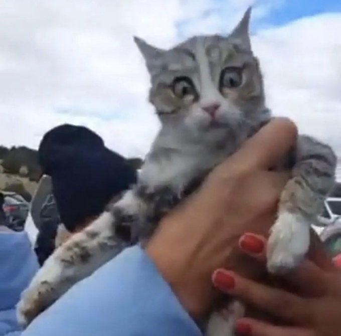 #CumhurbaşkanıKonyaBarınağına sesimizi duyan var mııı #Konyadakatliamvar
#SokakHayvanlarıSahipsizDeğil #sokakhayvanlarisahipsizdeğil