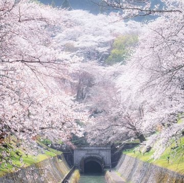 Someone once told me that the most beautiful time for cherry blossoms is not when they are in full bloom, but when they are about to die, and the finely broken petals of that flower wither in the air and flutter.