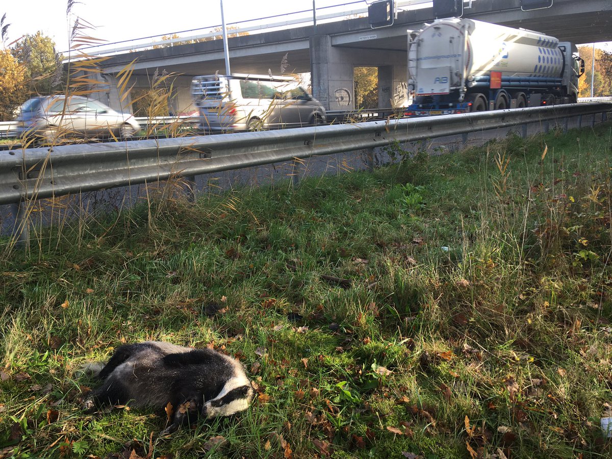 Zojuist een dode das (mannetje) uit de wegberm A2 #Boxtel gehaald. Zonder faunavoorzieningen (tunnels/rasters) maakt zo’n prachtig dier weinig kans bij het oversteken van drukke snelwegen. #ontsnippering <a href="/DasenBoom/">Das&Boom</a> @wildaanrijding <a href="/InHetGroeneWoud/">Het Groene Woud</a> <a href="/rijkswaterstaat/">Rijkswaterstaat</a>