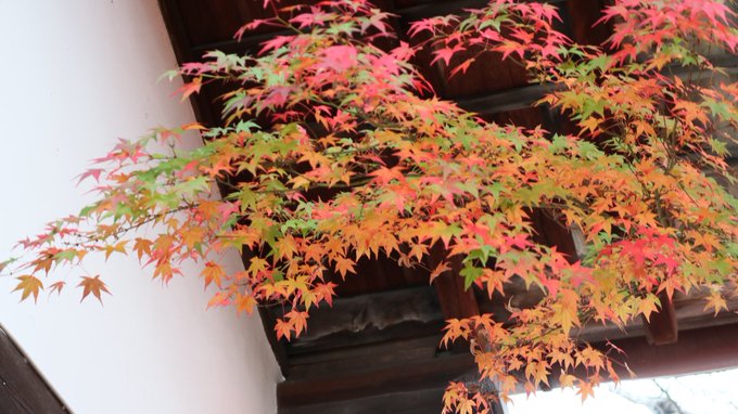 今日は京都の某お寺、穴場スポットすぎて人も少なくてやばかった………来年も行きます(写真無加工です) 