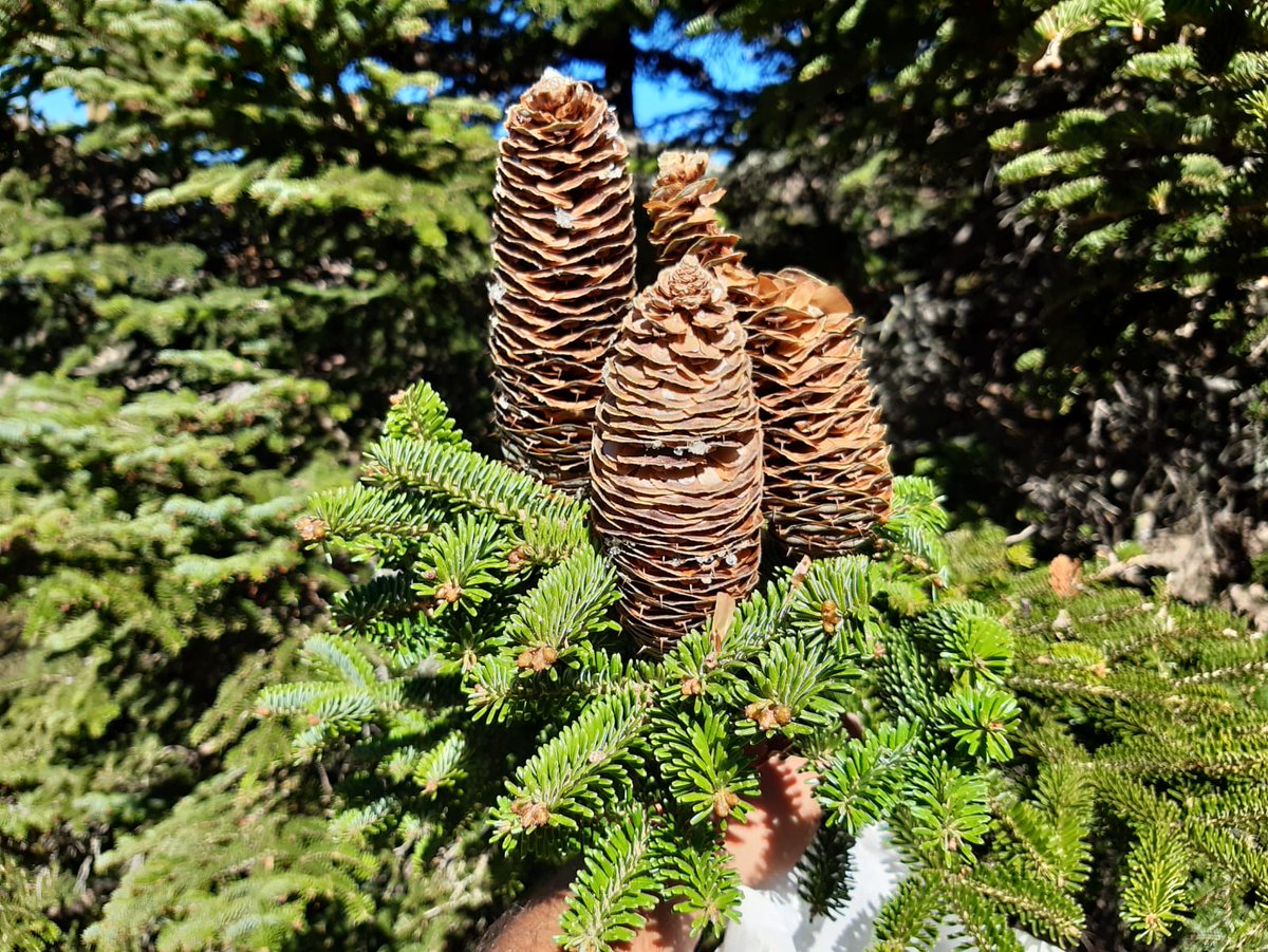 life4fir tweet media