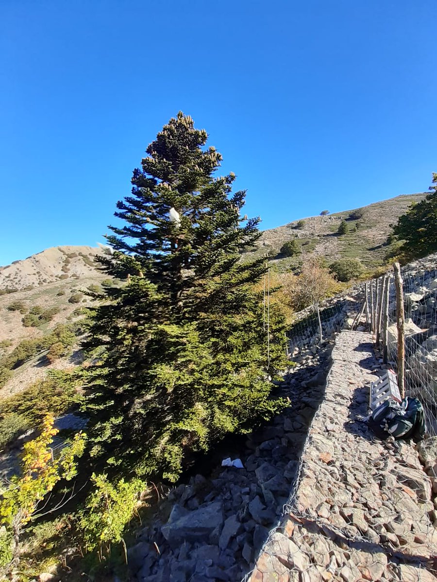 life4fir tweet media