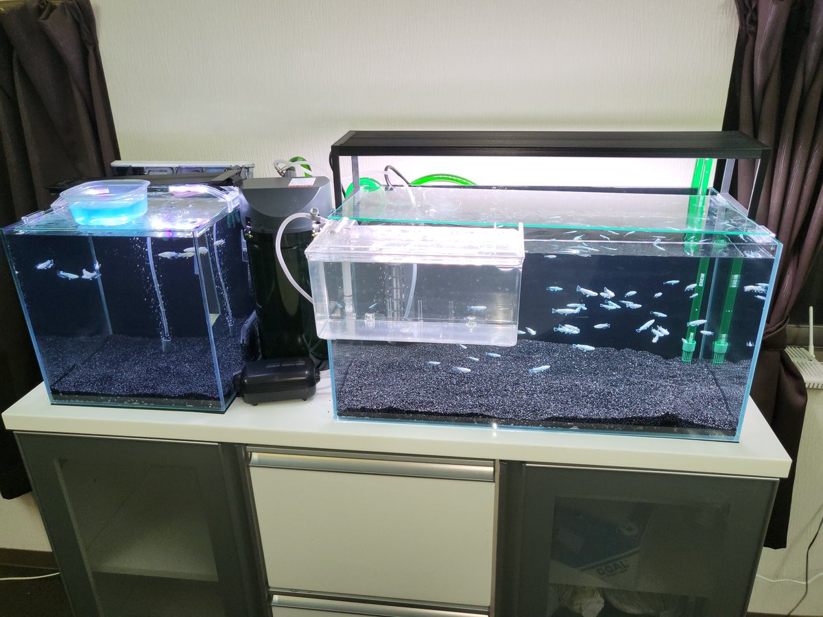 マリアージュ達を、ガラス水槽に移動しました。
ずっと、眺めてられる。