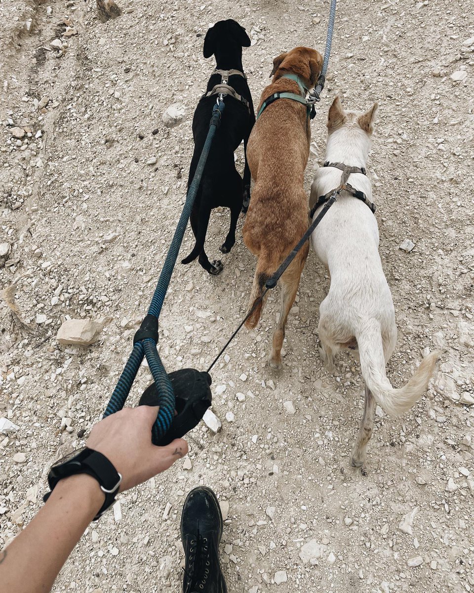 Just send us a message a day before so we can chat with our team to make sure it's good time and we'll get you sorted. 
We can't wait for you to meet our dogs.