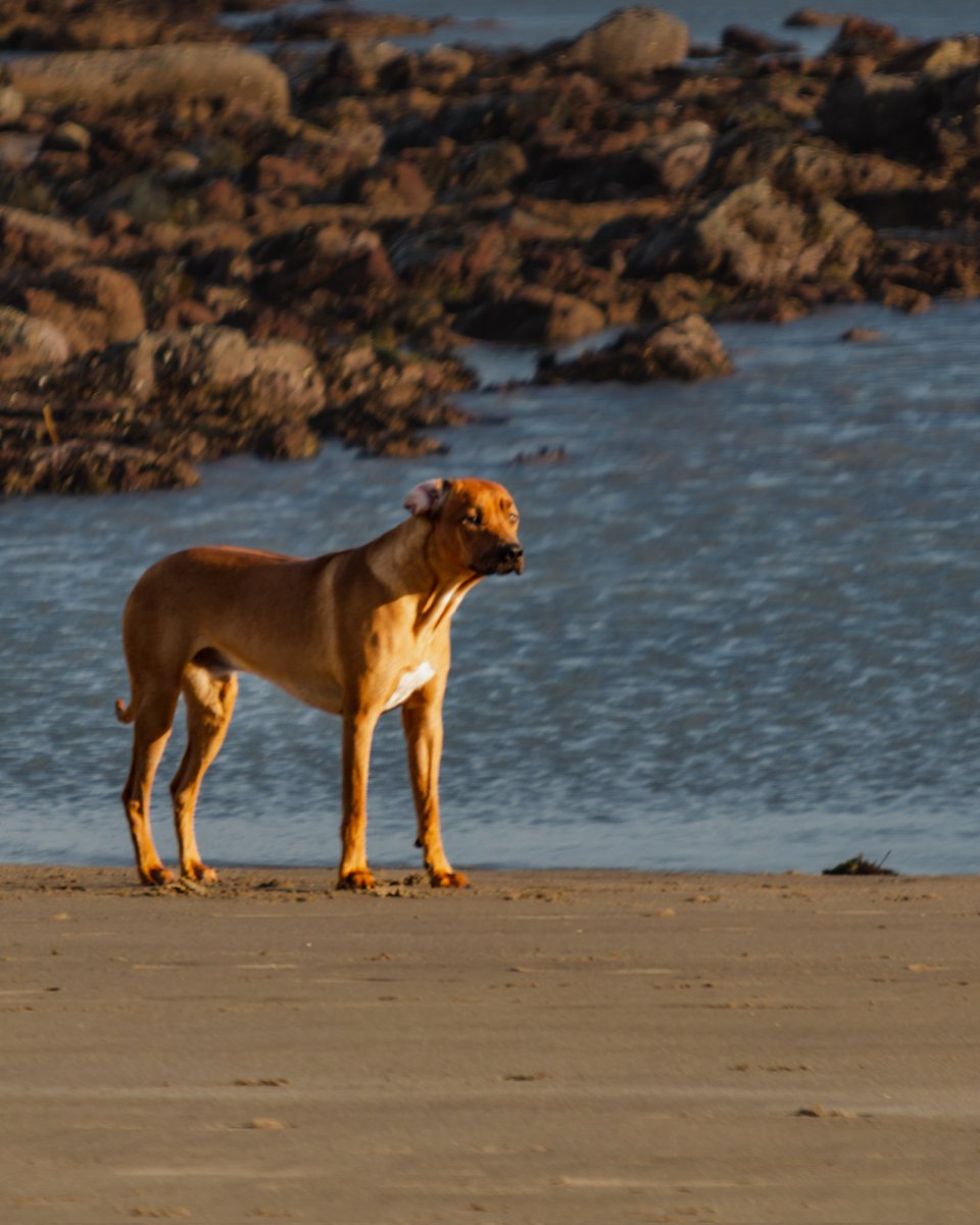 eddiepittphoto's tweet photo. A gorgeous day down on North Bay Beach #scarborough yesterday. Lots of Dogs enjoying the day, here are a few shots I got.
#beach #dogs #DogsofTwittter #photography #sharemysigma #capturethelight https://t.co/NeM7AhU1tV