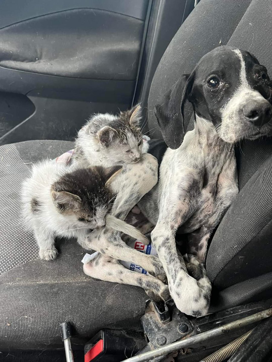 Sokak hayvanları sahipsiz değildir