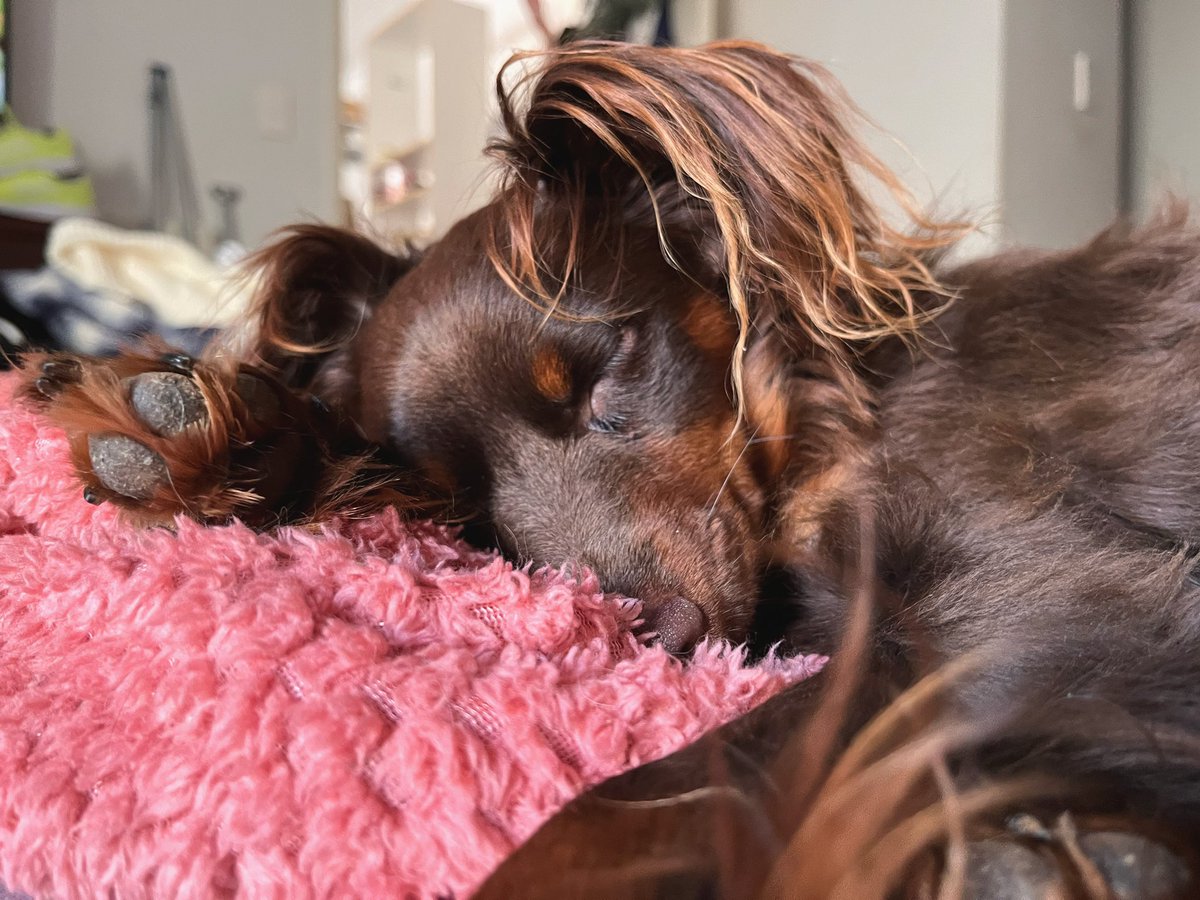 When I say I don’t know where I’d be without them. #wednesdaynetflix #FIFAWorldCup #LateLateShow #DogsofTwittter