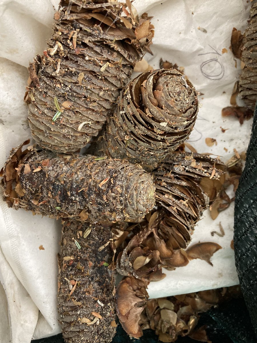 life4fir tweet media