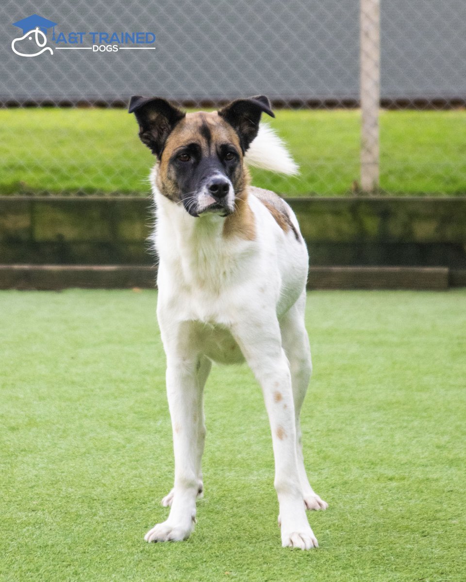 at_traineddogs's tweet photo. Priya’s back! 😊
We sold Priya as a perfect pet last year. She’s come back to boot camp for a couple of nights of boarding! 🥰🐶
#Dogs #Traineddogs #fluffyfriends #attraineddogs #welltrained #lancashire #uk #perfectpet #pet #cute #dogoftheday https://t.co/zhGJCmWnEb