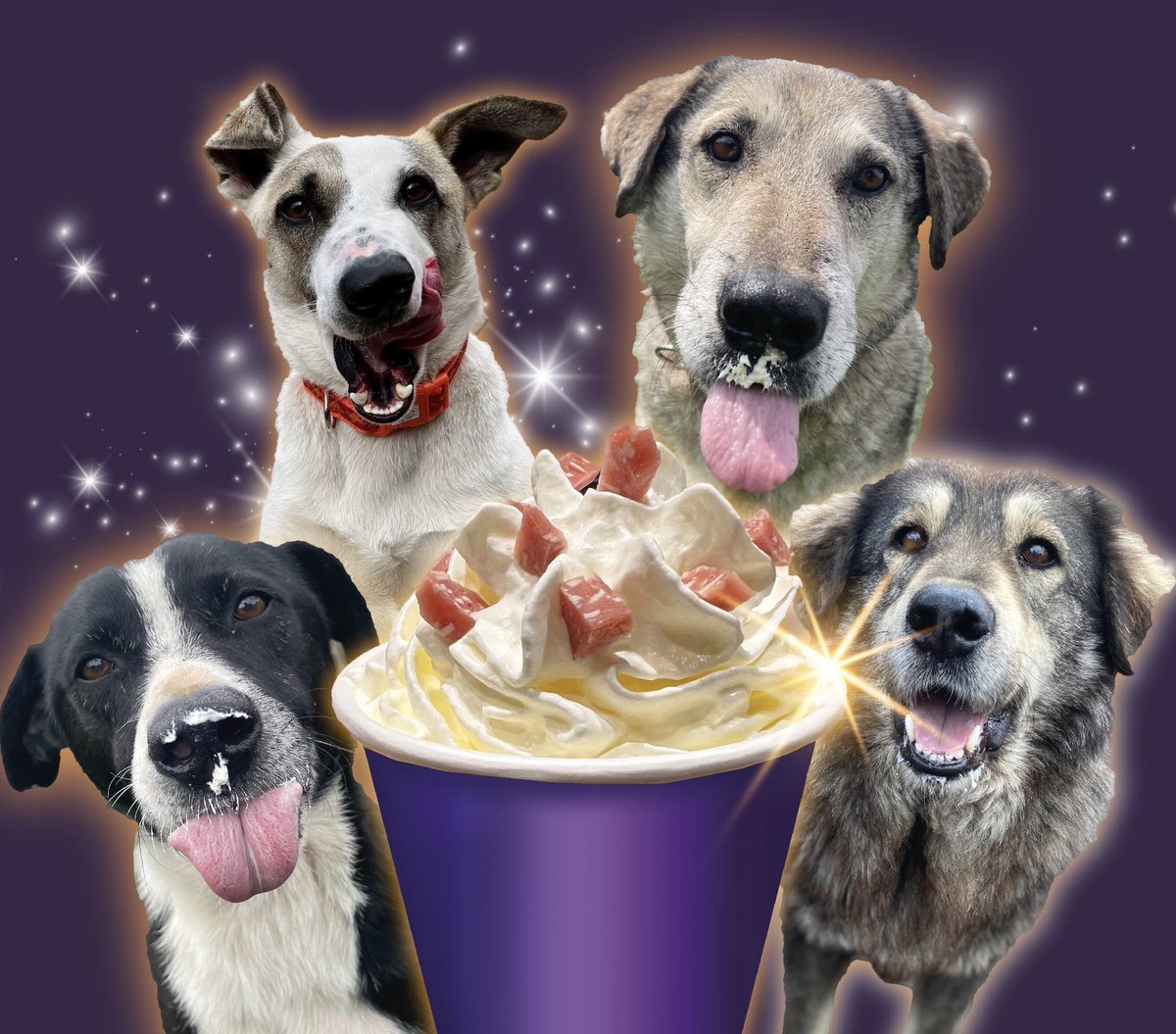 Dogs4Rescue's tweet photo. Buy a puppucino for a rescue dog for £1 &amp; receive a video on Xmas Eve of our dogs enjoying their special treat 😋Guaranteed hilarious &amp; heartwarming 😋🤪🥰 You’ll also be helping us to open our new site in 2023  https://t.co/J1aNuGQUTr https://t.co/j3HuwnIXFV