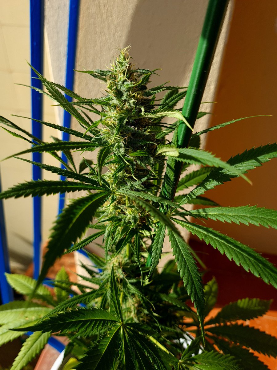 Empordaweed's tweet photo. #sativas #outdoor #cultivodeinvierno #autocultivo #mijuanitaymijack #nosepiensalo... 🤣😎💚 https://t.co/jke55epiTv