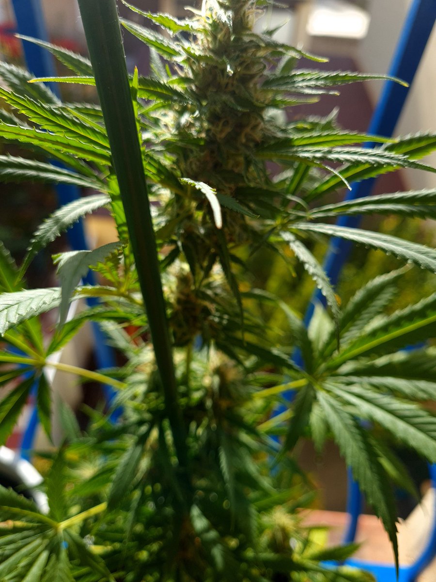 Empordaweed's tweet photo. #sativas #outdoor #cultivodeinvierno #autocultivo #mijuanitaymijack #nosepiensalo... 🤣😎💚 https://t.co/jke55epiTv