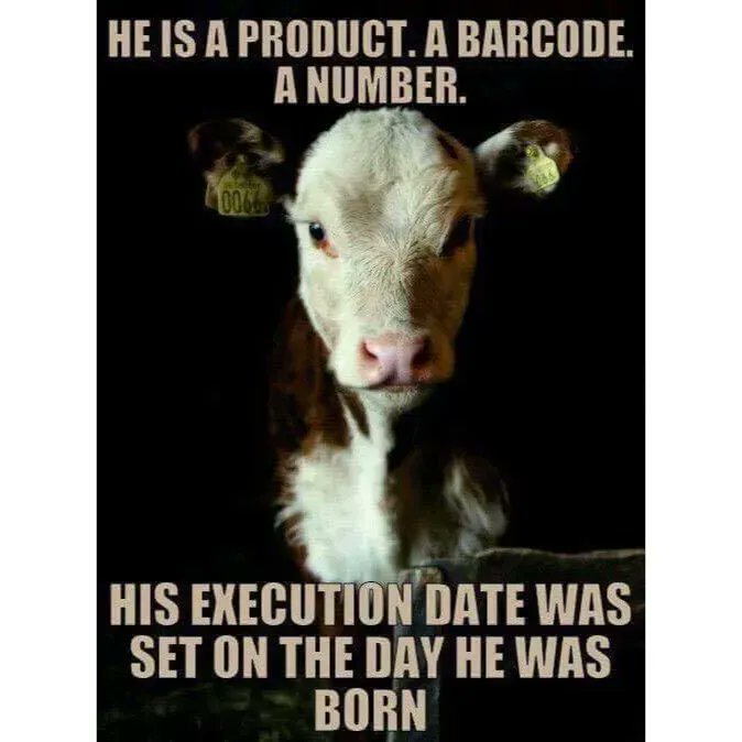 JohnOberg's tweet image. We need to look at animals as the living, feeling beings they are rather than inanimate objects. 💔