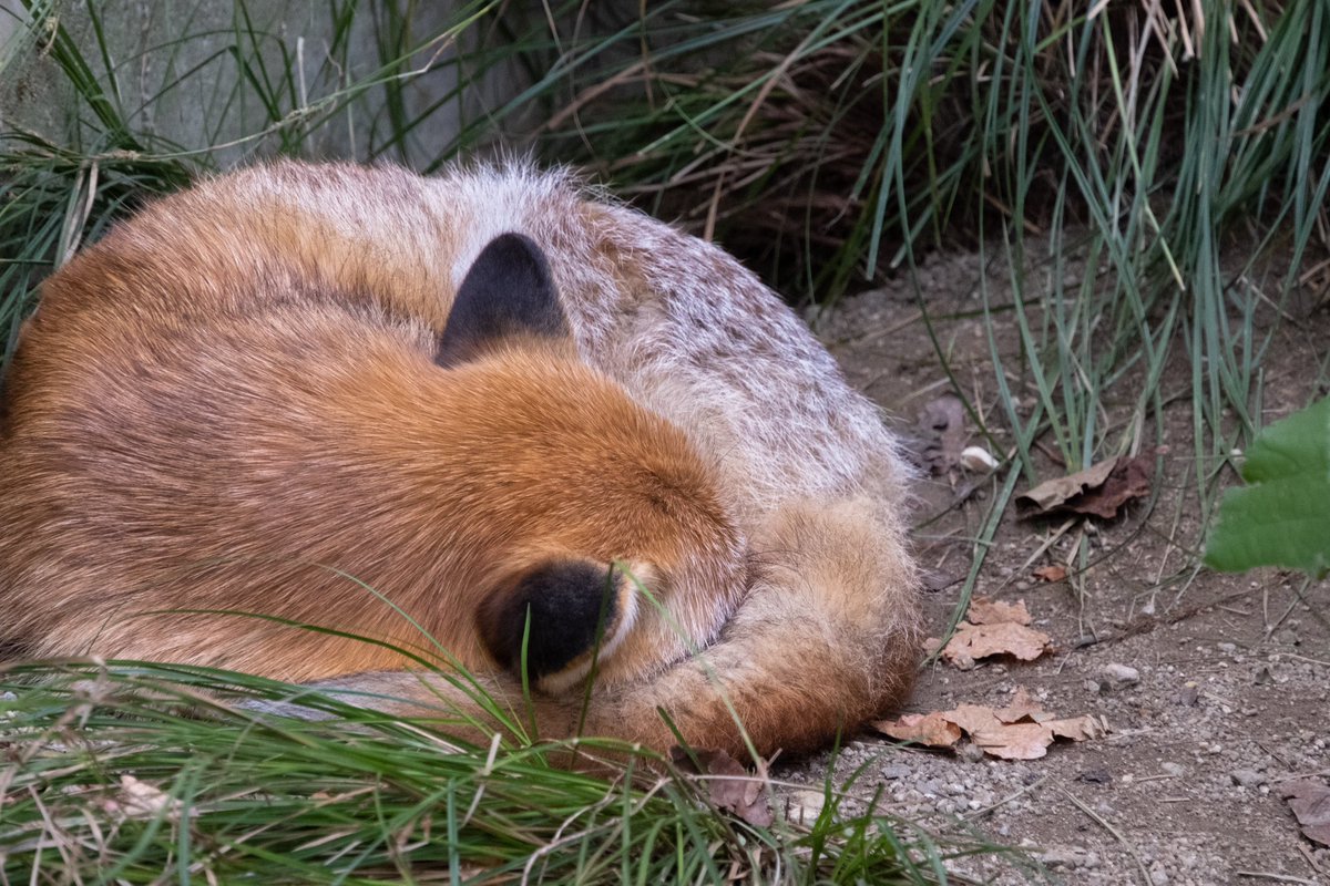 37niss's tweet photo. firefoxのアイコン感ある🦊
#写真好きな人と繫がりたい https://t.co/70NZWHdFDo
