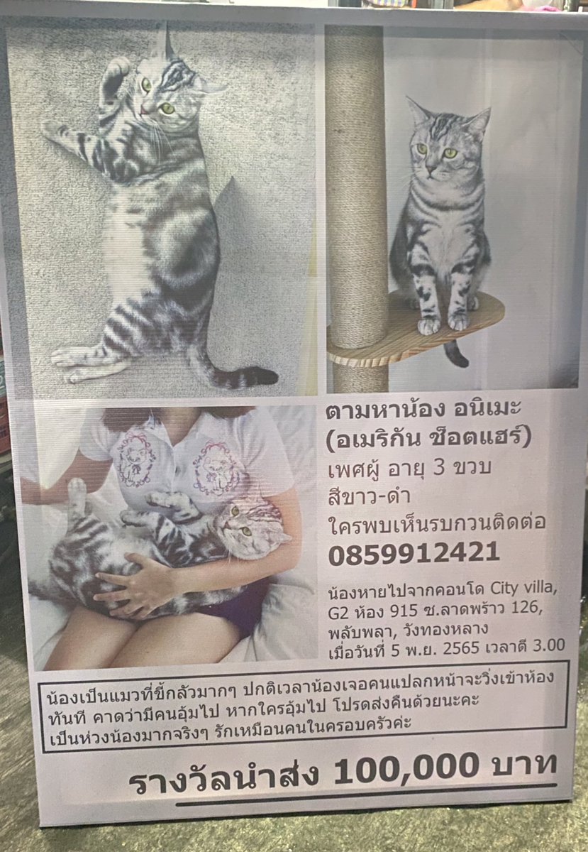 ixxipunk's tweet photo. เห็นป้ายตามหาแมวแถวลาดพร้าว 130 ใครพบเห็นน้อง แจ้งตามเบอร์โทรในป้ายเลยนะคะ #ตามหาแมว #แมวหาย #ลาดพร้าว https://t.co/aTL5VMpPrD