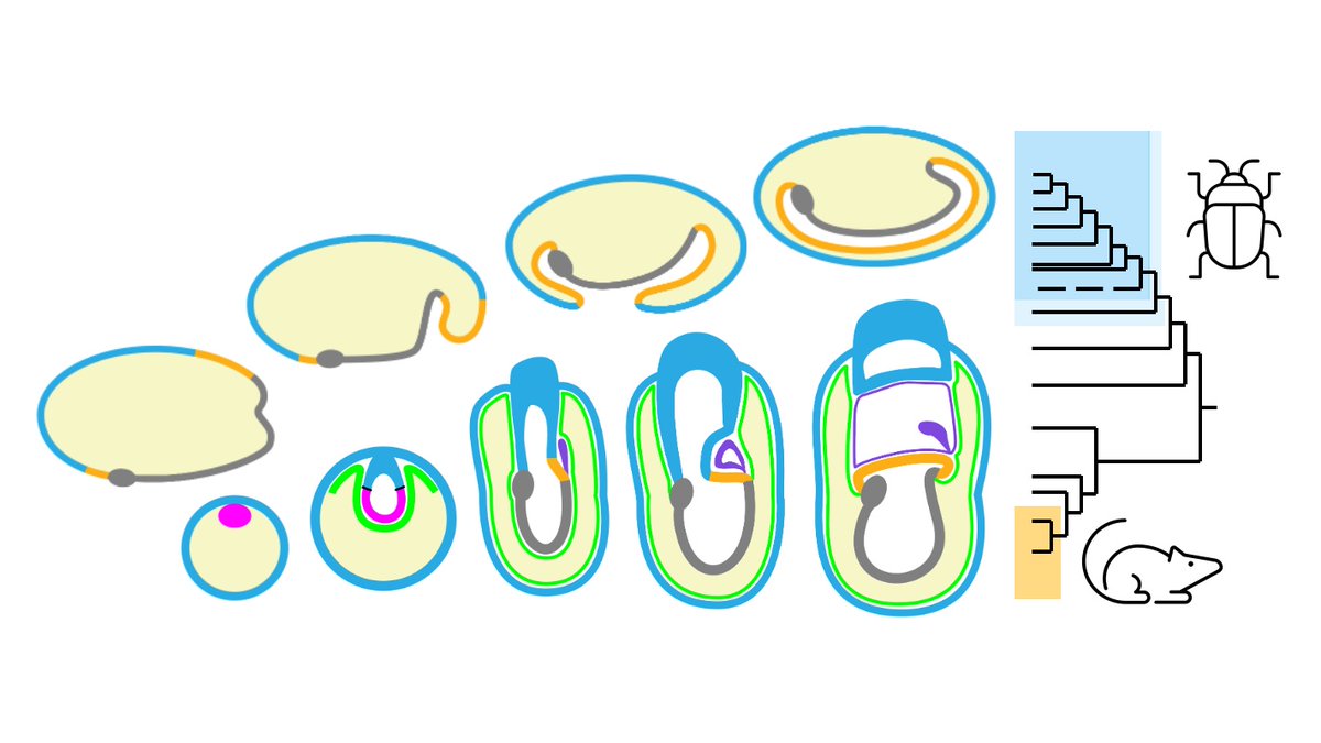 KAPanfilio's tweet photo. Who says #Tribolium and #mouse #embryos don't go together?  Here's a graphical abstract for our #macroevolutionary comparative review on #extraembryonic tissue biology: #Morphogenesis #GeneExpression #Polyploidy #Amnion #Heart development. 🐭🐣🪲🪰🪳https://t.co/h7AMY5Fqjk https://t.co/VFDQEIdnxV