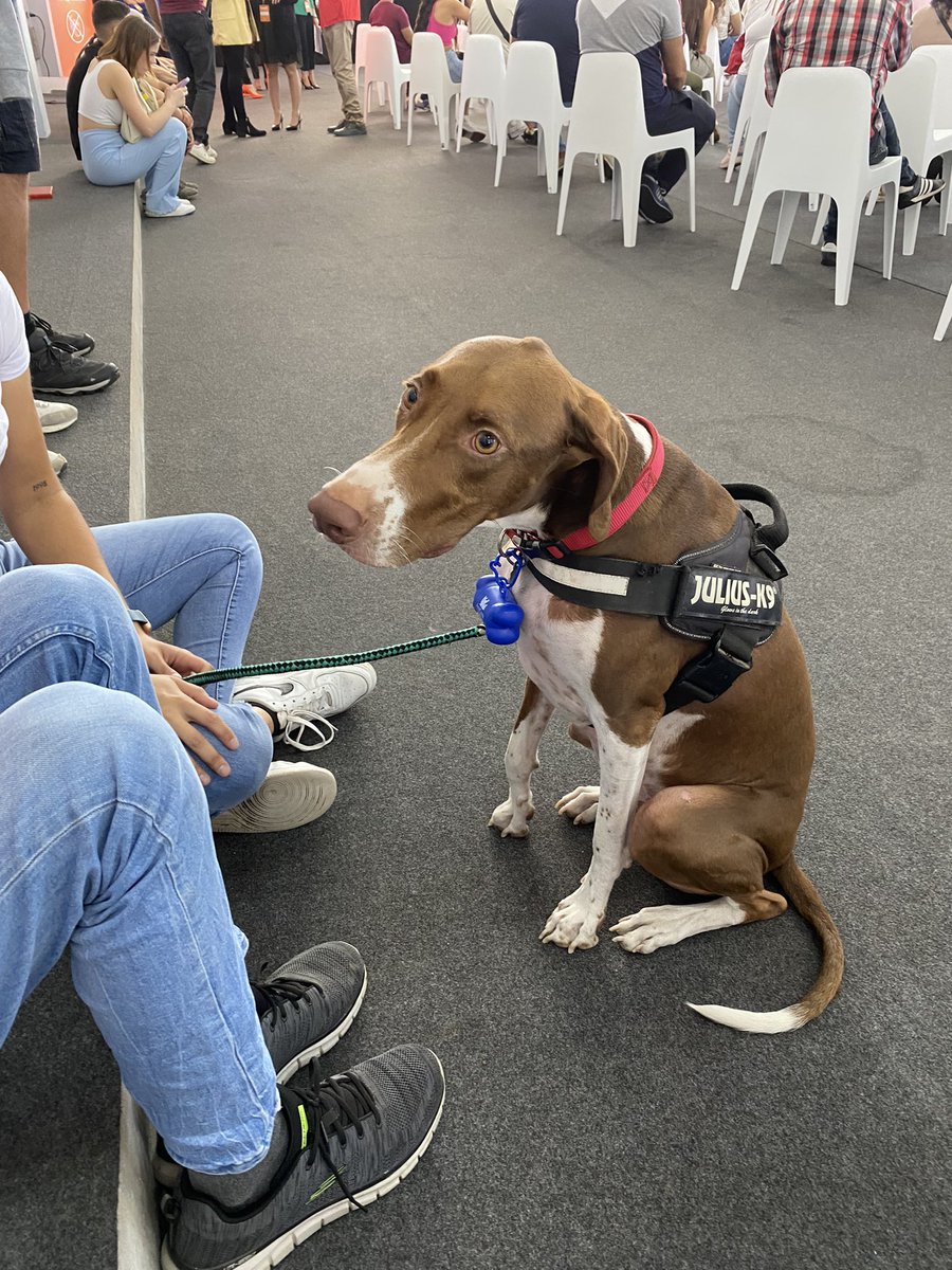 infecar's tweet image. Preciosas imágenes de nuestros amigos peludos y del ambiente de #Animundo 🐶🐱, ¿te vienes?