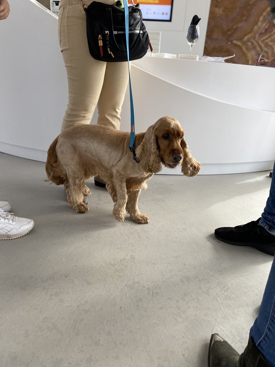 infecar's tweet image. Preciosas imágenes de nuestros amigos peludos y del ambiente de #Animundo 🐶🐱, ¿te vienes?