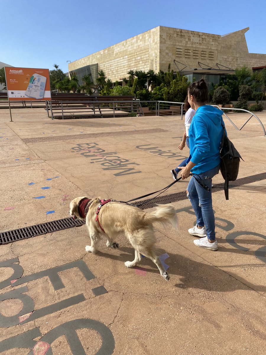 infecar's tweet image. Preciosas imágenes de nuestros amigos peludos y del ambiente de #Animundo 🐶🐱, ¿te vienes?