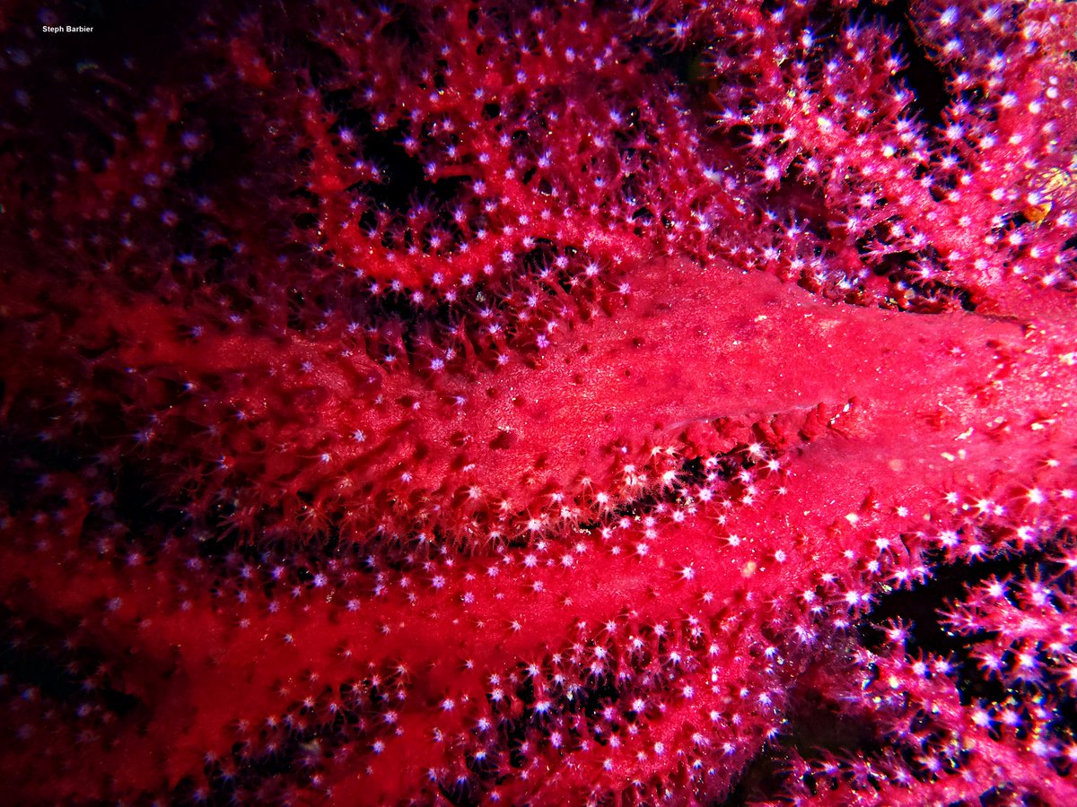 Steph_Barbier_'s tweet photo. 💦S'cuB'a Diving Time in Mediterranea Sea: purple gorgonian !
Instants de Plongée sous-Marine en Mer Méditerranée : Gorgone pourpre ou Gorgone rouge !😎
Olympus camera + housing
Appareillage Olympus
French Riviera / Côte d'Azur, Var, France.
Summer - Eté
2022 https://t.co/CVpaJIVJEm