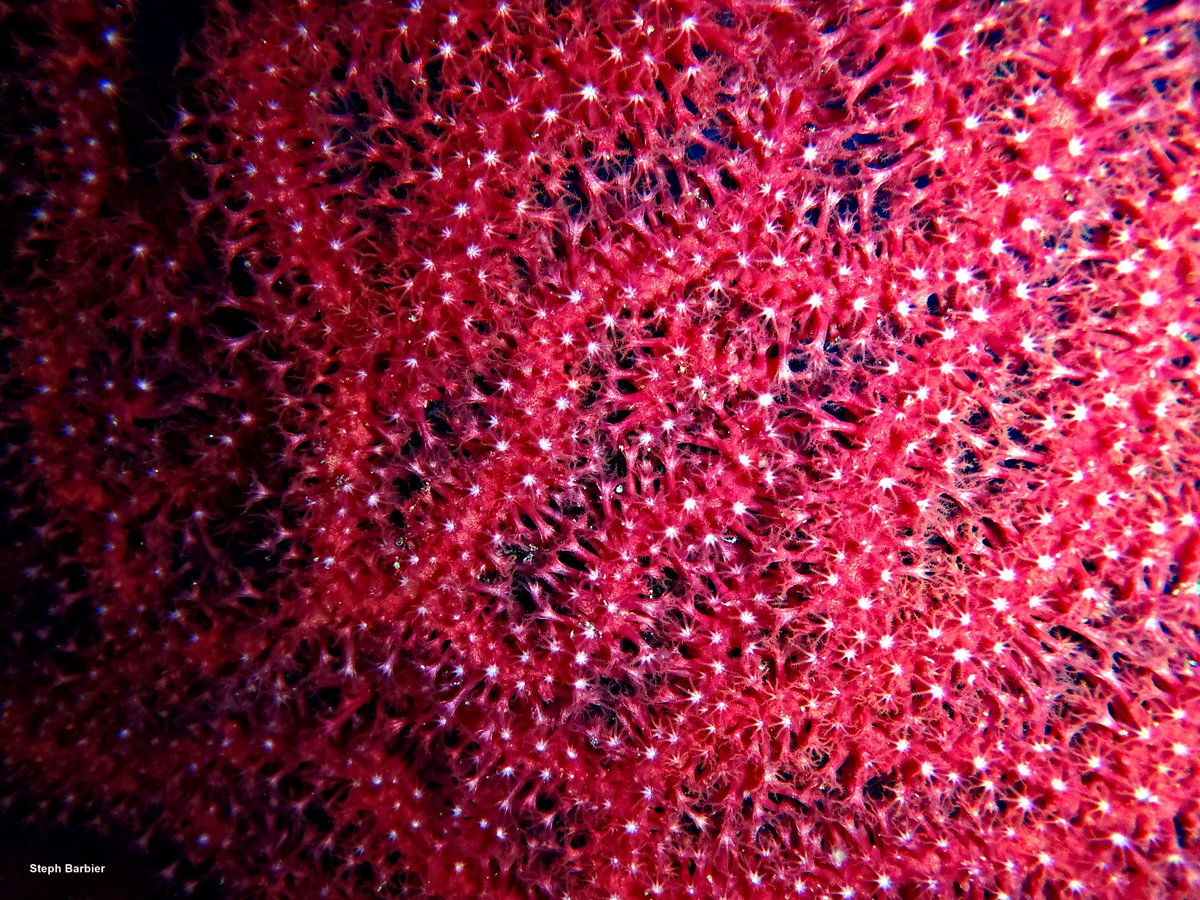 💦S'cuB'a Diving Time in Mediterranea Sea: purple gorgonian !
Instants de Plongée sous-Marine en Mer Méditerranée : Gorgone pourpre ou Gorgone rouge !😎
Olympus camera + housing
Appareillage Olympus
French Riviera / Côte d'Azur, Var, France.
Summer - Eté
2022